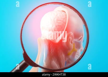 Modello medico di una testa umana con un cervello sotto una lente d'ingrandimento. Concetto di malattie cerebrali, ictus, vertigini. Mal di testa e morbo di Parkinson. Foto Stock