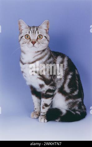 British Shorthair Chocolate Silver Tabby Cat seduto in avanti su sfondo lilla BSH Foto Stock