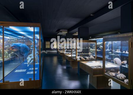 Interno dell'acquario Vasco da Gama ad Alges, quartiere di Lisbona, Portogallo. Sala espositiva della collezione nello storico acquario del museo, aperta nel 1898. Foto Stock