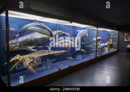 Interno dell'acquario Vasco da Gama ad Alges, quartiere di Lisbona, Portogallo. Mostra con i delfini nello storico acquario del museo, inaugurata nel 1898. Foto Stock