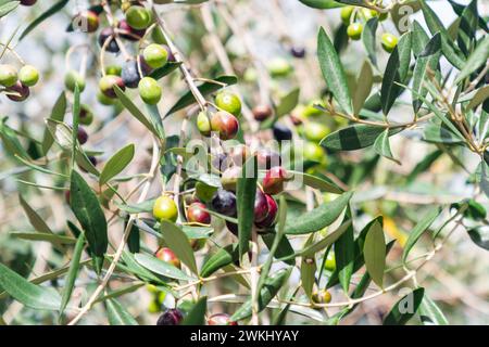 Olive a maturazione, nere, viola, verdi, su un ramo di olivo a Monteriggioni, provincia di Siena, Toscana, Italia Foto Stock