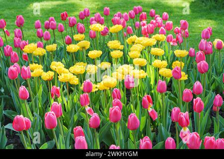 Miscela di fiori di tulipani rosa e gialli con foglie verdi che fioriscono in un prato, parco, aiuole, all'aperto. Giornata mondiale dei tulipani. Campo di tulipani, natura, spri Foto Stock