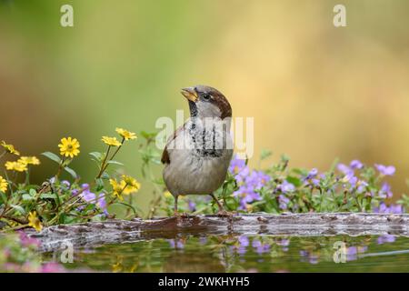 Passero della casa Passer domesticus, maschio arroccato su un bagno di uccelli in giardino con piante in fiore, ottobre. Foto Stock