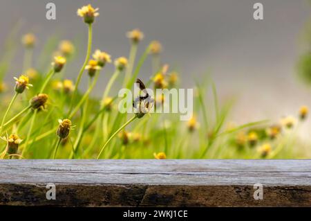 Vecchio tavolo vuoto in legno per l'esposizione di prodotti davanti ad un'ape di miele su margherita messicana (Tridax procumbens L.). Foto Stock