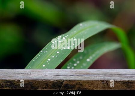 Vecchio tavolo vuoto in legno per l'esposizione di prodotti davanti a lunghe foglie verdi di erba che crescono in un prato. Foto Stock