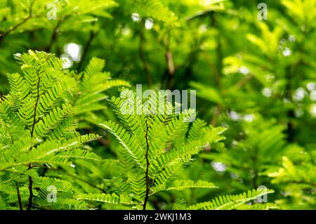 Foglie verdi Tamarind (Tamarindus indica), fuoco selezionato. Foto Stock