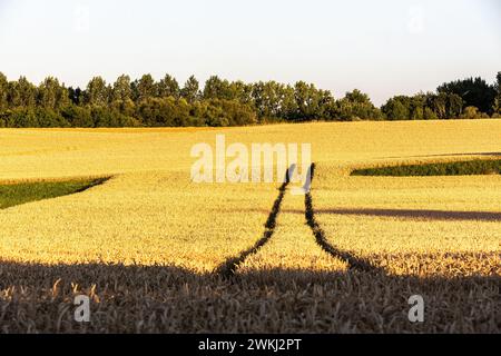 Carreggiate in un campo di grano maturo in tarda giornata d'estate Foto Stock