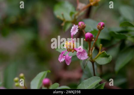 Primo piano Barbados o Acerola Cherry, Malpighia glabra, sull'albero. Messa a fuoco selezionata. Foto Stock