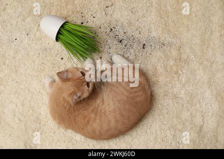 Un gatto di zenzero carino vicino alla pianta rovesciata sul tappeto, vista dall'alto Foto Stock