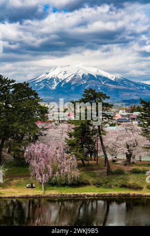 Vulcano innevato del monte Iwaki con colorati alberi di ciliegio in fiore in primo piano (Hirosaki, Giappone) Foto Stock