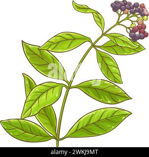 Illustrazione dettagliata colorata di Allspice Plant Illustrazione Vettoriale