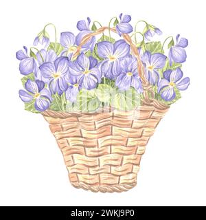 Bouquet primaverile di violette selvatiche in cesto vintage di vimini. Illustrazione ad acquerello di fiori. Bouquet floreale isolato disegnato a mano. TEM di disegno botanico Foto Stock