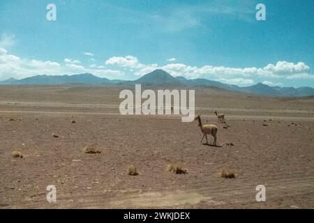 Paesaggio del deserto di Atacama con Llama sullo sfondo Foto Stock