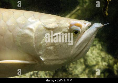 L'arowana d'argento (Osteoglossum bicirrosum) è un pesce d'acqua dolce originario del bacino amazzonico. Foto Stock