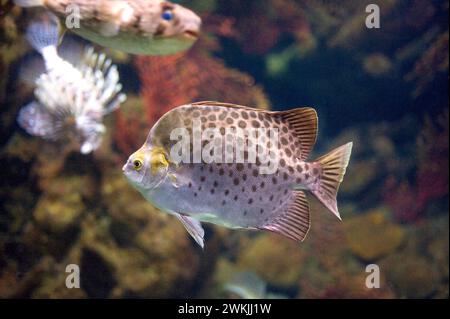 Lo Scatophagus argus (Scatophagus argus) è un pesce marino originario dell'Oceano Indo-Pacifico. Foto Stock
