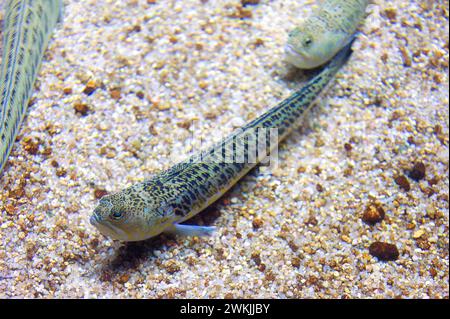 Il più grande svezzamento (Trachinus draco) è un pesce velenoso marino originario del Mar Mediterraneo e dell'Oceano Atlantico di pasqua dalla Norvegia al Marocco. Foto Stock