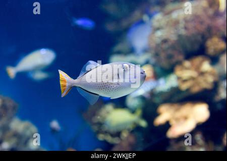 Il pesce triggerfish di Sargassum (Xanthichthys ringens) è un pesce marino originario dell'Oceano Atlantico occidentale, dagli Stati Uniti al Brasile. Foto Stock