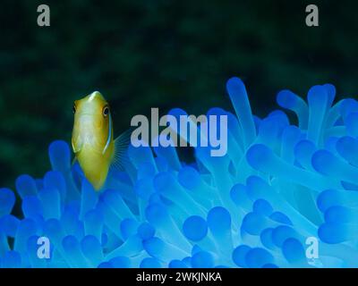 I pesci nemonei sono molto curiosi: I pesci pagliaccio si presentano con orgoglio in un anemone blu brillante nella barriera corallina, fotografando sott'acqua a Raja Ampat Foto Stock