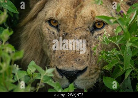 Tanzanie. 14 febbraio 2024. © Mathieu Herduin/MAXPPP - 14/02/2024 un Lion dans le parc naturel du Serengeti de Tanzanie le 14 février 2024. - Safari Tanzanie - febbraio 2024. safari in Tanzania credito: MAXPPP/Alamy Live News Foto Stock