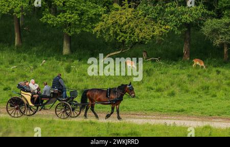 Cervi a riposo vicino alla foresta e una carrozza trainata da cavalli con i visitatori che attraversano la riserva naturale Dyrehaven in Danimarca Foto Stock