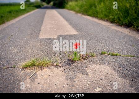 Il papavero rosso fiorente prospera in una crepa sul percorso dell'asfalto in condizioni avverse. Protezione del clima, sbloccando le strade secondarie poco utilizzate Foto Stock