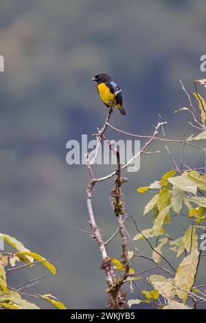 Tanager nero e oro in Colombia Sud America Foto Stock