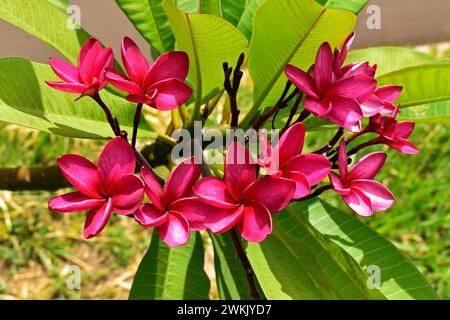 Fiori di frangipani rosa (Plumeria rubra) sul giardino tropicale Foto Stock