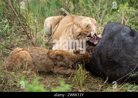 I leoni agghiaccianti mangiano e festeggiano con un bufalo morto che hanno ucciso di recente. Riserva Masaai Mara in Kenya Foto Stock