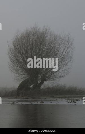 alte Kopfweiden... Bislicher Insel Nordrhein-Westfalen an einem nebeligen, trüben, tristen, grauen Tag im Winter, auf den Feldern steht Hochwasser, alte Weiden recken ihre Äste in die Höhe, typisch ländliche Landschaft am Niederrhein, malinconici campi allagati con vecchi pollard in una tipica mattina invernale grigia nebbiosa presso il basso Reno, Nord Reno, Vestfalia, Germania piena di malinconia. Nordrhein-Westfalen Deutschland, Westeuropa Foto Stock