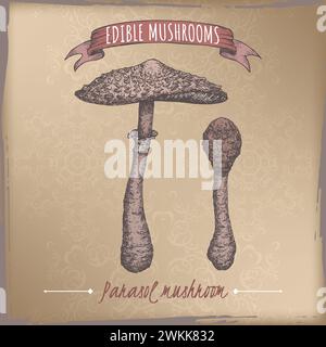 Macrolepiota procera, detto anche parasol, disegno a colori di funghi su sfondo vintage. Serie di funghi commestibili. Illustrazione Vettoriale