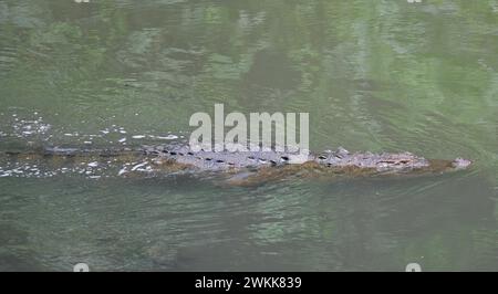 Un coccodrillo indiano viene visto nuotare sulla superficie di un fiume Foto Stock