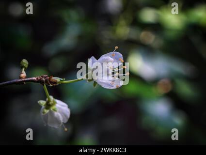 Prugna in fiore nel giardino 2024. Foto Stock