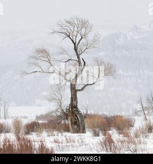 Ghost Tree - Vecchia Quercia in coperta di neve di Lamar Valle del Parco Nazionale di Yellowstone, inverno in Wyoming, STATI UNITI D'AMERICA. Foto Stock