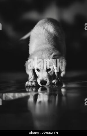 Un cucciolo Golden retriever riflesso durante la notte Foto Stock
