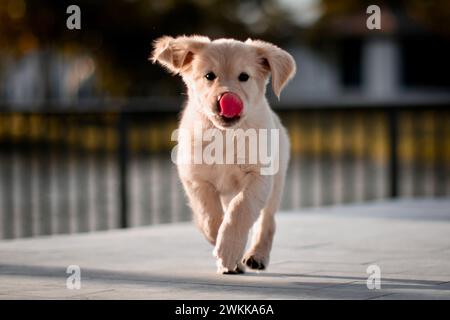 Un cucciolo Golden retriever che lecca un naso Foto Stock
