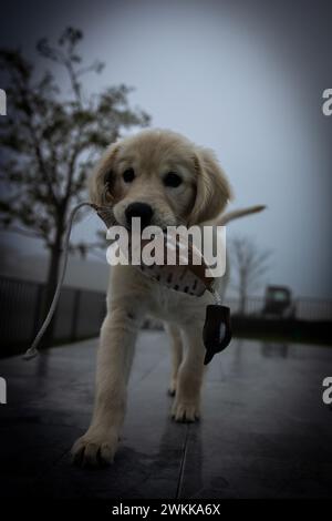 Un cucciolo Golden retriever con un giocattolo da allenamento Foto Stock