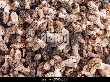 Funghi Morels raccolti con un aspetto a nido d'ape primo piano come sfondo. Foto Stock