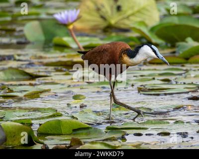 Jacamar Sandgrouse (Actophilornis africanus) dalla fronte blu nella palude di Mabamba sul lago Victoria in Uganda Foto Stock