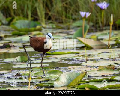 Jacamar Sandgrouse (Actophilornis africanus) dalla fronte blu nella palude di Mabamba sul lago Victoria in Uganda Foto Stock