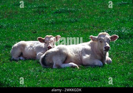 Charolais mucca e vitello , Vosgi, Francia Foto Stock