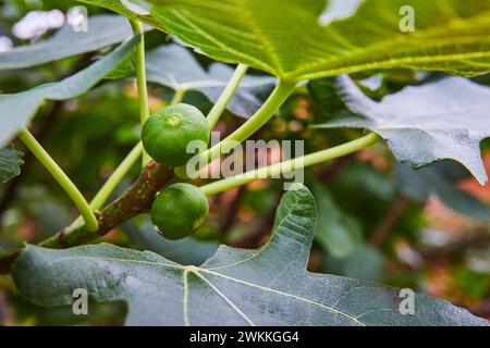 Green Figs on Tree Branch at Botanical Garden - Vista ravvicinata Foto Stock