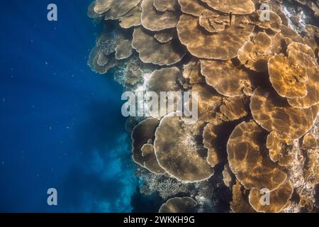 Incredibili coralli sott'acqua nell'oceano blu alle Maldive. Foto Stock