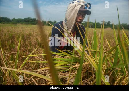 Gli agricoltori vengono avvistati a raccogliere risaie in un'area agricola nel sottodistretto di Beringin, Deli Serdang District, North Sumatra Province, Indonesia, il 21 febbraio 2024. La diversità della qualità e della quantità delle piantagioni di riso in quella zona richiede acqua non solo come terra alimentata dalla pioggia, ma anche irrigazione che tocca i terreni agricoli in funzione della diga idrica principale che è stata costruita per soddisfare il sistema di irrigazione. Nel frattempo, i cambiamenti climatici hanno influenzato i risultati della principale produzione alimentare indonesiana, che ha bisogno dell'intensità della fertilità del suolo da parte dell'urea nitrea, TSP e KCL, hanno affermato gli agricoltori. Foto Foto Stock