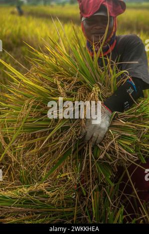 Gli agricoltori vengono avvistati a raccogliere risaie in un'area agricola nel sottodistretto di Beringin, Deli Serdang District, North Sumatra Province, Indonesia, il 21 febbraio 2024. La diversità della qualità e della quantità delle piantagioni di riso in quella zona richiede acqua non solo come terra alimentata dalla pioggia, ma anche irrigazione che tocca i terreni agricoli in funzione della diga idrica principale che è stata costruita per soddisfare il sistema di irrigazione. Nel frattempo, i cambiamenti climatici hanno influenzato i risultati della principale produzione alimentare indonesiana, che ha bisogno dell'intensità della fertilità del suolo da parte dell'urea nitrea, TSP e KCL, hanno affermato gli agricoltori. Foto Foto Stock