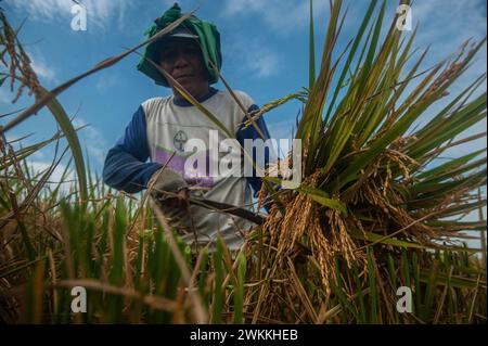 Gli agricoltori vengono avvistati a raccogliere risaie in un'area agricola nel sottodistretto di Beringin, Deli Serdang District, North Sumatra Province, Indonesia, il 21 febbraio 2024. La diversità della qualità e della quantità delle piantagioni di riso in quella zona richiede acqua non solo come terra alimentata dalla pioggia, ma anche irrigazione che tocca i terreni agricoli in funzione della diga idrica principale che è stata costruita per soddisfare il sistema di irrigazione. Nel frattempo, i cambiamenti climatici hanno influenzato i risultati della principale produzione alimentare indonesiana, che ha bisogno dell'intensità della fertilità del suolo da parte dell'urea nitrea, TSP e KCL, hanno affermato gli agricoltori. Foto Foto Stock