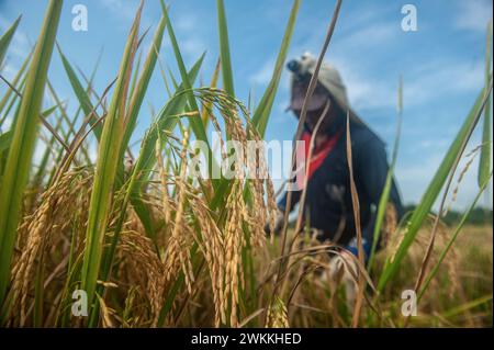 Gli agricoltori vengono avvistati a raccogliere risaie in un'area agricola nel sottodistretto di Beringin, Deli Serdang District, North Sumatra Province, Indonesia, il 21 febbraio 2024. La diversità della qualità e della quantità delle piantagioni di riso in quella zona richiede acqua non solo come terra alimentata dalla pioggia, ma anche irrigazione che tocca i terreni agricoli in funzione della diga idrica principale che è stata costruita per soddisfare il sistema di irrigazione. Nel frattempo, i cambiamenti climatici hanno influenzato i risultati della principale produzione alimentare indonesiana, che ha bisogno dell'intensità della fertilità del suolo da parte dell'urea nitrea, TSP e KCL, hanno affermato gli agricoltori. Foto Foto Stock