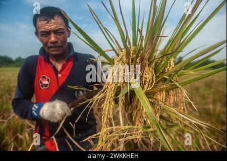 Gli agricoltori vengono avvistati a raccogliere risaie in un'area agricola nel sottodistretto di Beringin, Deli Serdang District, North Sumatra Province, Indonesia, il 21 febbraio 2024. La diversità della qualità e della quantità delle piantagioni di riso in quella zona richiede acqua non solo come terra alimentata dalla pioggia, ma anche irrigazione che tocca i terreni agricoli in funzione della diga idrica principale che è stata costruita per soddisfare il sistema di irrigazione. Nel frattempo, i cambiamenti climatici hanno influenzato i risultati della principale produzione alimentare indonesiana, che ha bisogno dell'intensità della fertilità del suolo da parte dell'urea nitrea, TSP e KCL, hanno affermato gli agricoltori. Foto Foto Stock