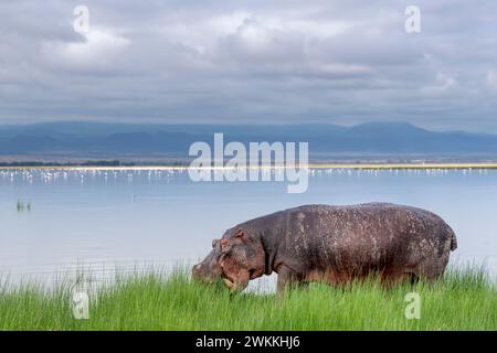 Ippopotamo fuori dall'acqua nel parco nazionale di Amboseli, Kenya, 3 giugno 2023. (Foto CTK/Ondrej Zaruba) Foto Stock