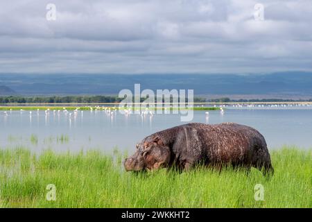 Ippopotamo fuori dall'acqua nel parco nazionale di Amboseli, Kenya, 5 giugno 2023. (Foto CTK/Ondrej Zaruba) Foto Stock