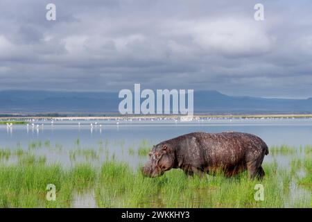 Ippopotamo fuori dall'acqua nel parco nazionale di Amboseli, Kenya, 5 giugno 2023. (Foto CTK/Ondrej Zaruba) Foto Stock